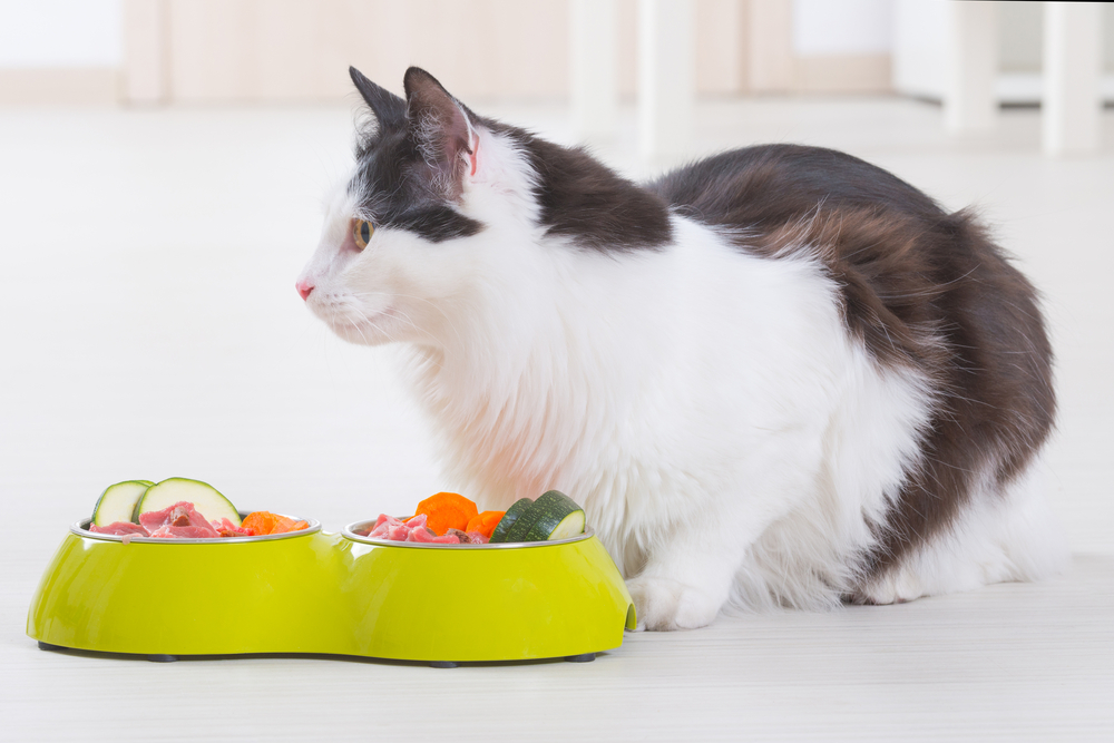 Why Has My Cat Suddenly Stopped Eating: 13 Vet-Reviewed Reasons
