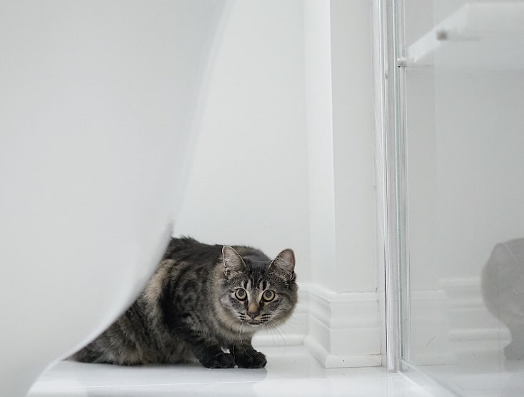 Why Does My Cat Follow Me to the Bathroom? Our Vet Explains