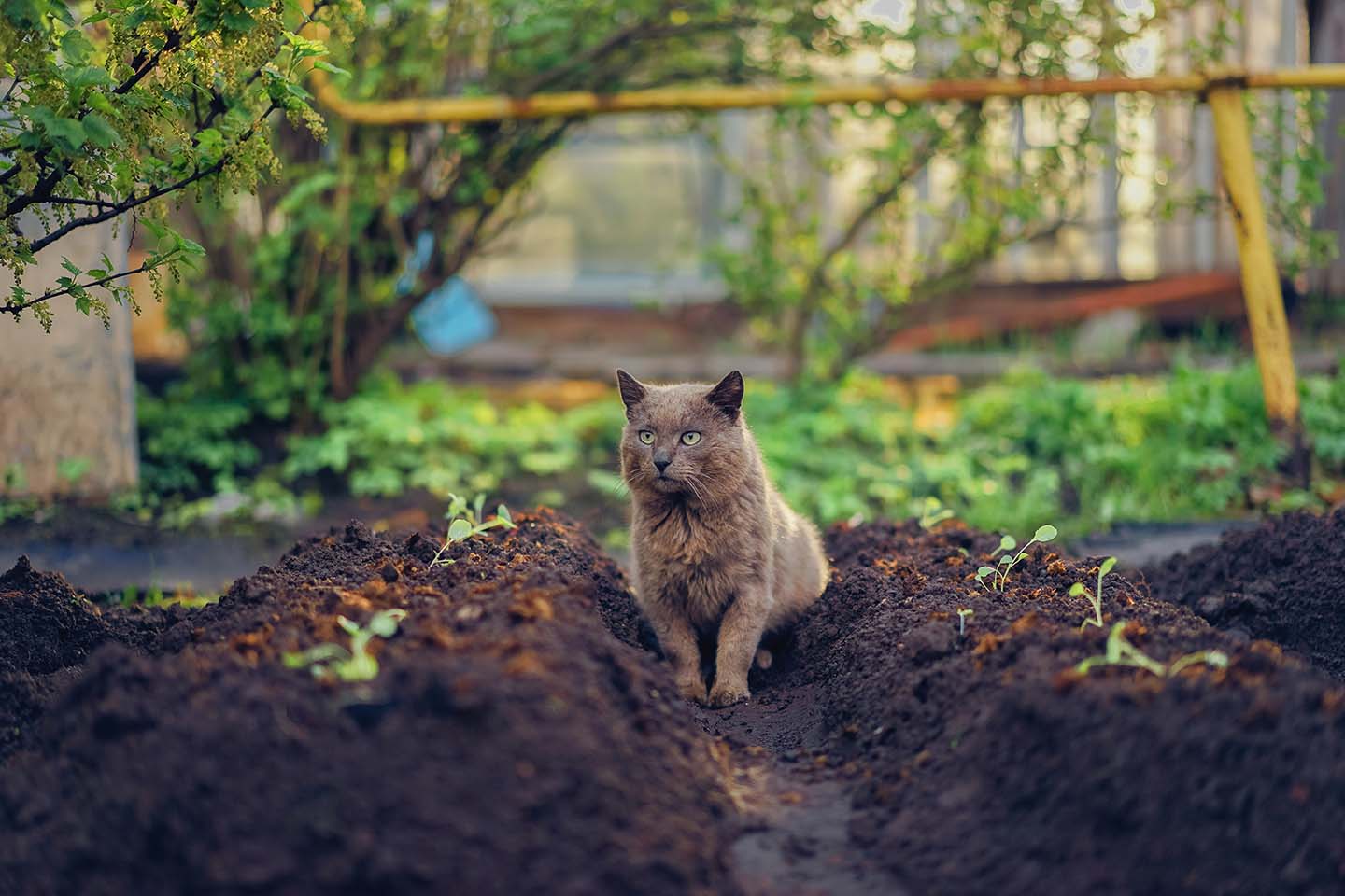 How to Keep Cats Out of Your Yard & Garden: 9 Vet-Approved Methods