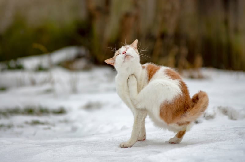 Can a Cat Get Fleas in the Winter? Vet Approved Facts & Tips