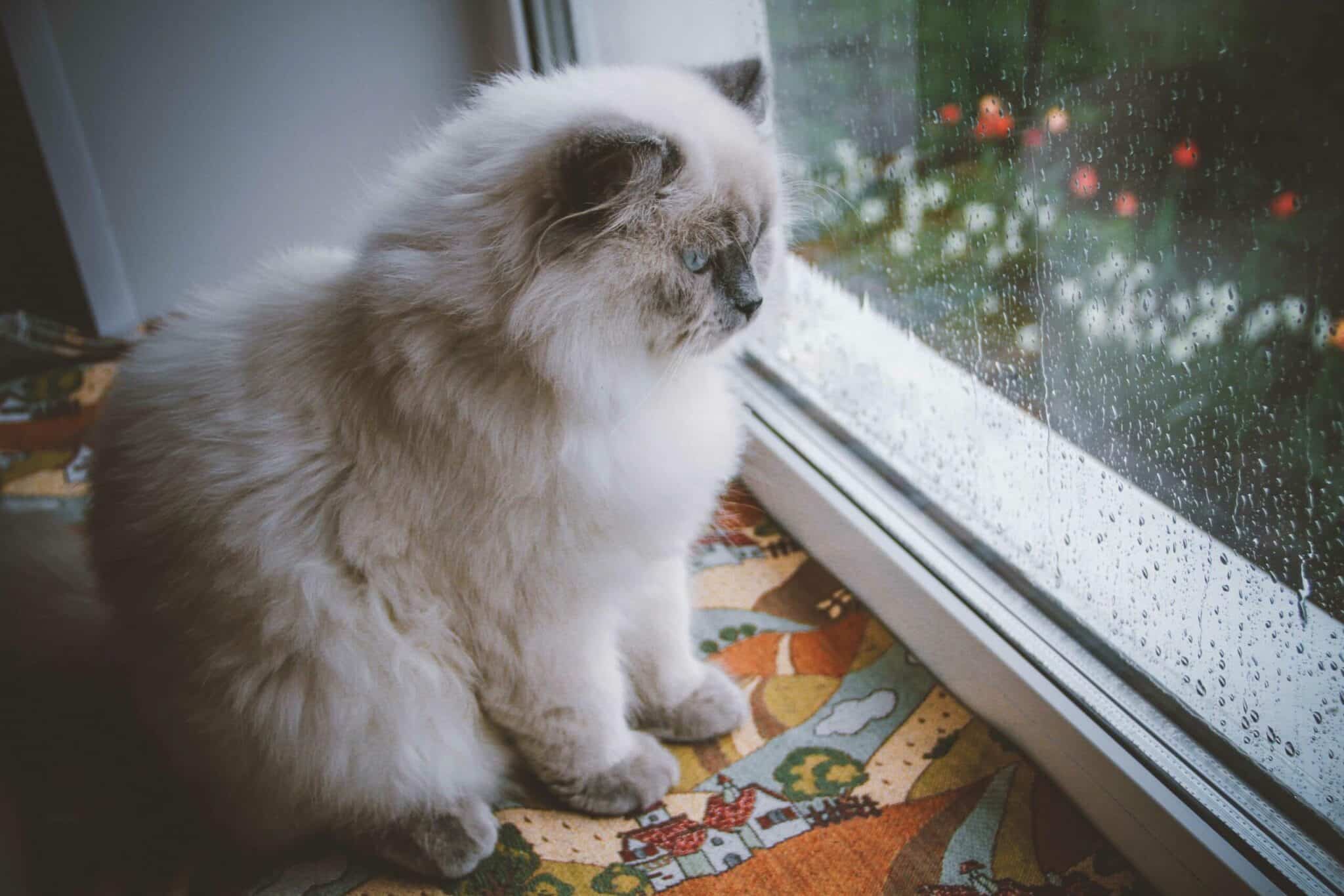 Does Rain Kill Fleas? Vet Reviewed Effectiveness & Safety Explained