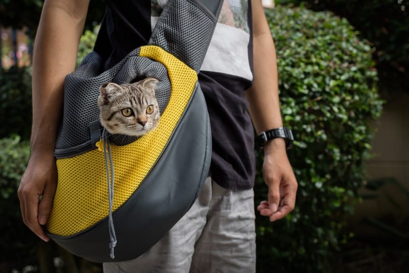 10 Best Cat Carriers for Large Cats in 2026 - Reviews & Top Picks