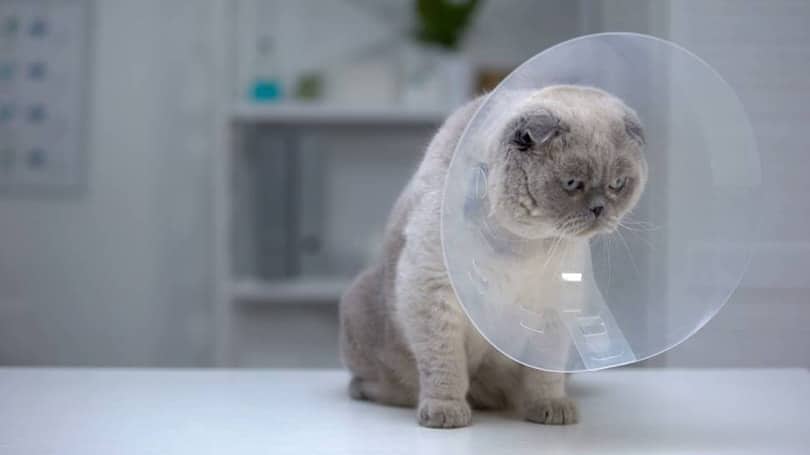 How to Care for a Cat After Surgery: 12 Vet-Approved Tips