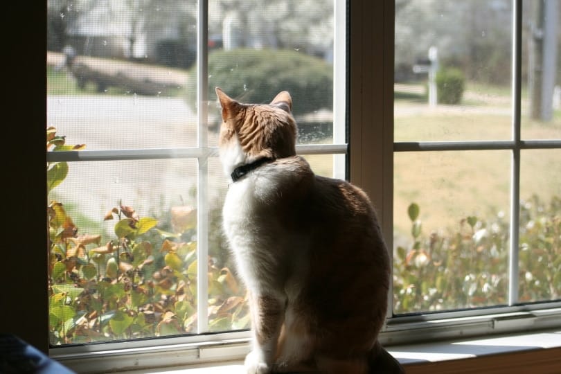 Do Cats Get Lonely When You Go to Work? Vet-Reviewed Signs & Entertainment Tips