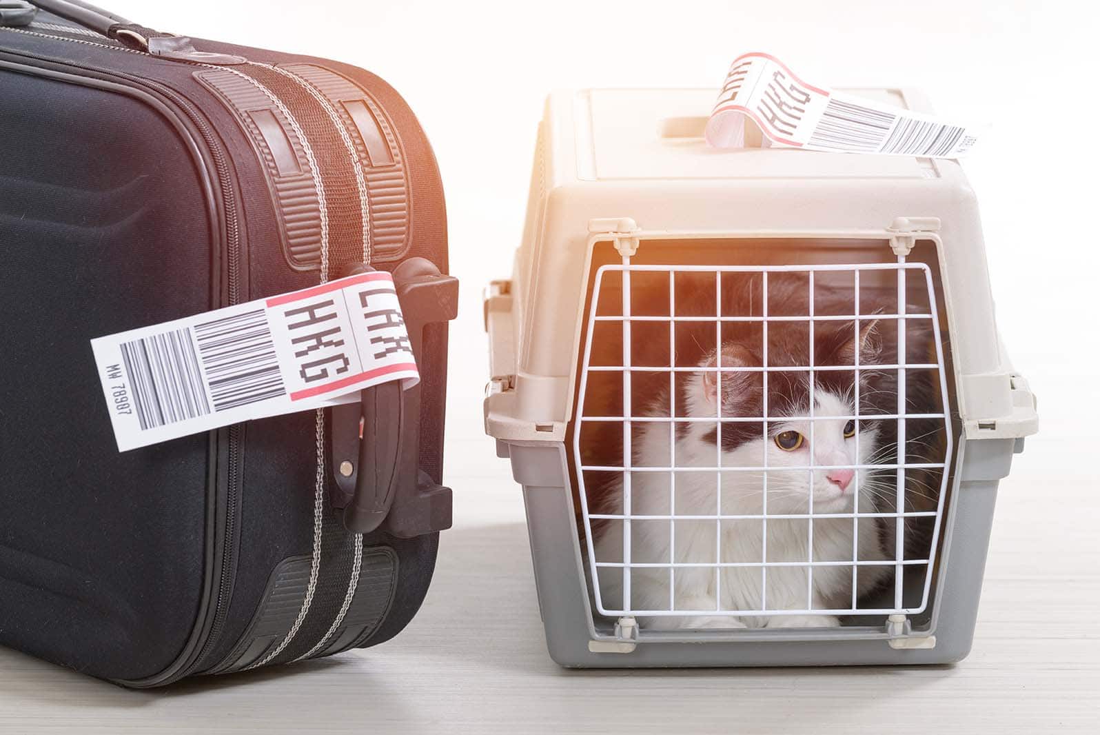 How to Get a Canadian Pet Passport in 2026: A Step-by-Step Guide