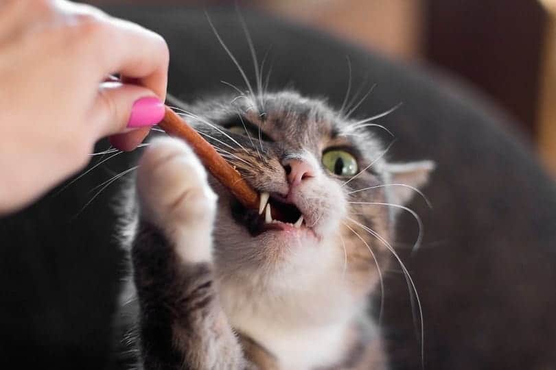 9 Best Treats for Kittens in 2026 - Reviews & Top Picks