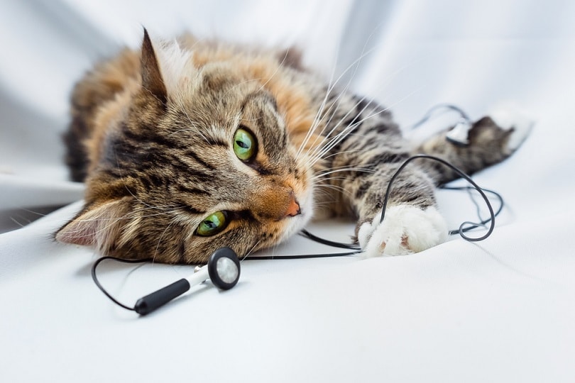13 Best Cat Podcasts in 2026: Reviews & Top Picks