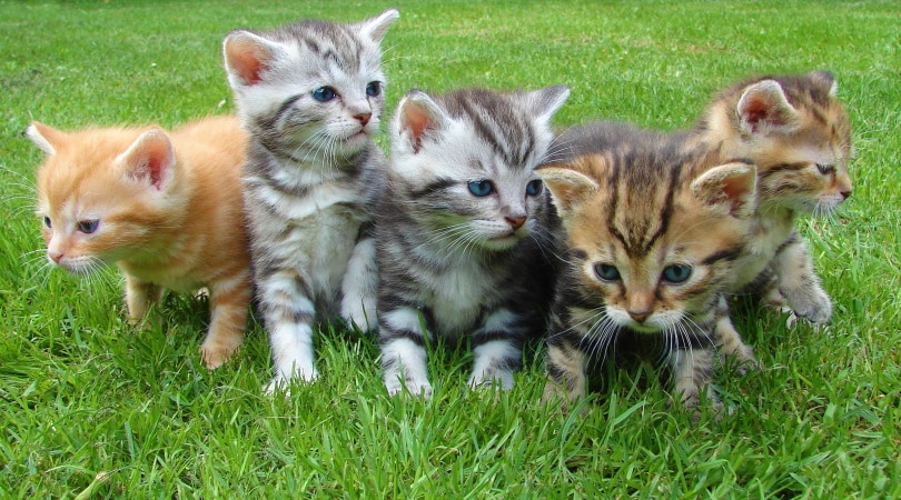 Can Cats Have Purple Eyes? Vet-Reviewed Facts