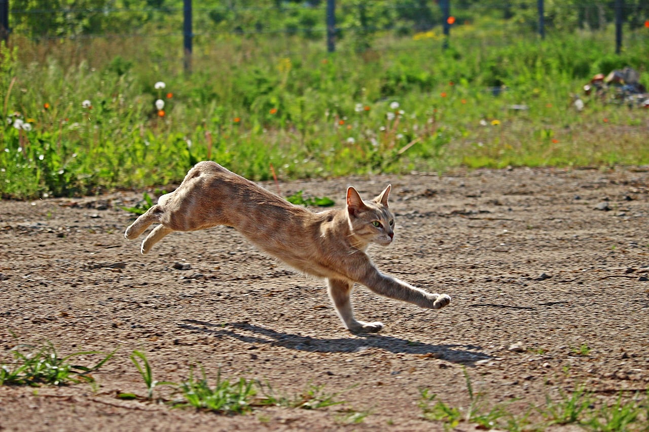 Do Cats Always Land on Their Feet? Vet-Approved Science & Info