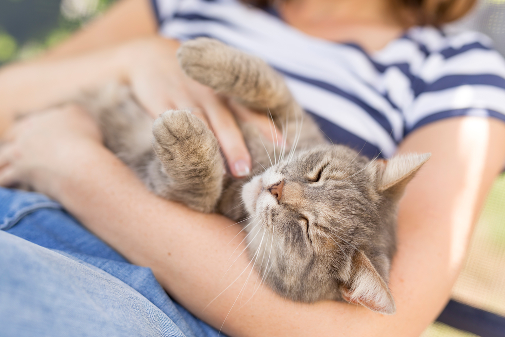 Do Cats Like Belly Rubs? Vet-Verified Facts & Info