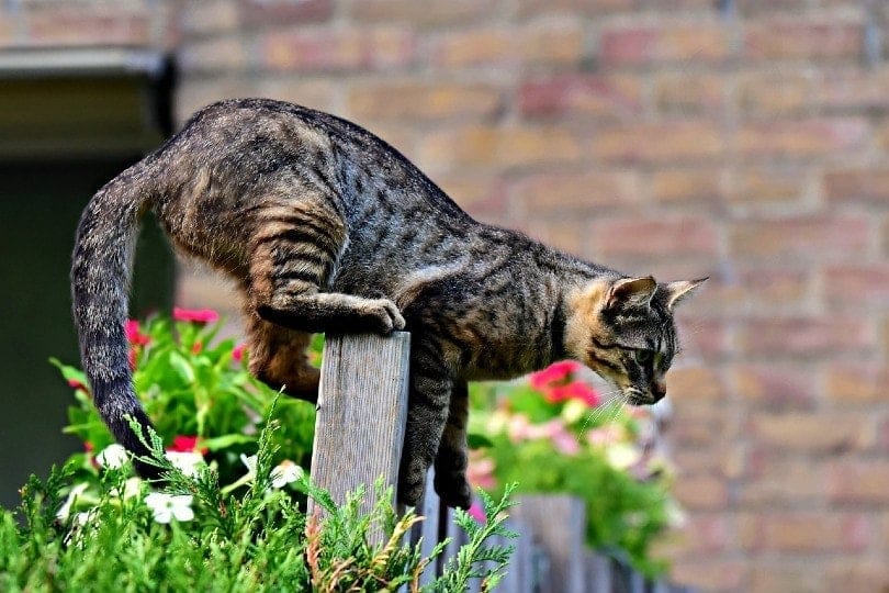 How to Keep a Cat From Jumping Over a Gate: 8 Vet-Verified Tips
