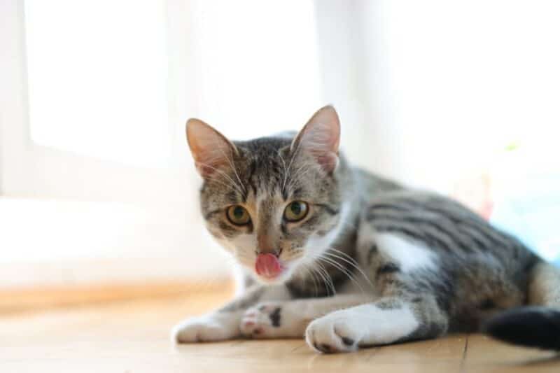 Why Is My Cat Licking the Floor? 6 Vet-Verified Reasons