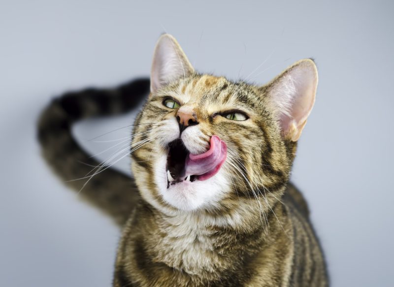 cat licked its lips on a grey background