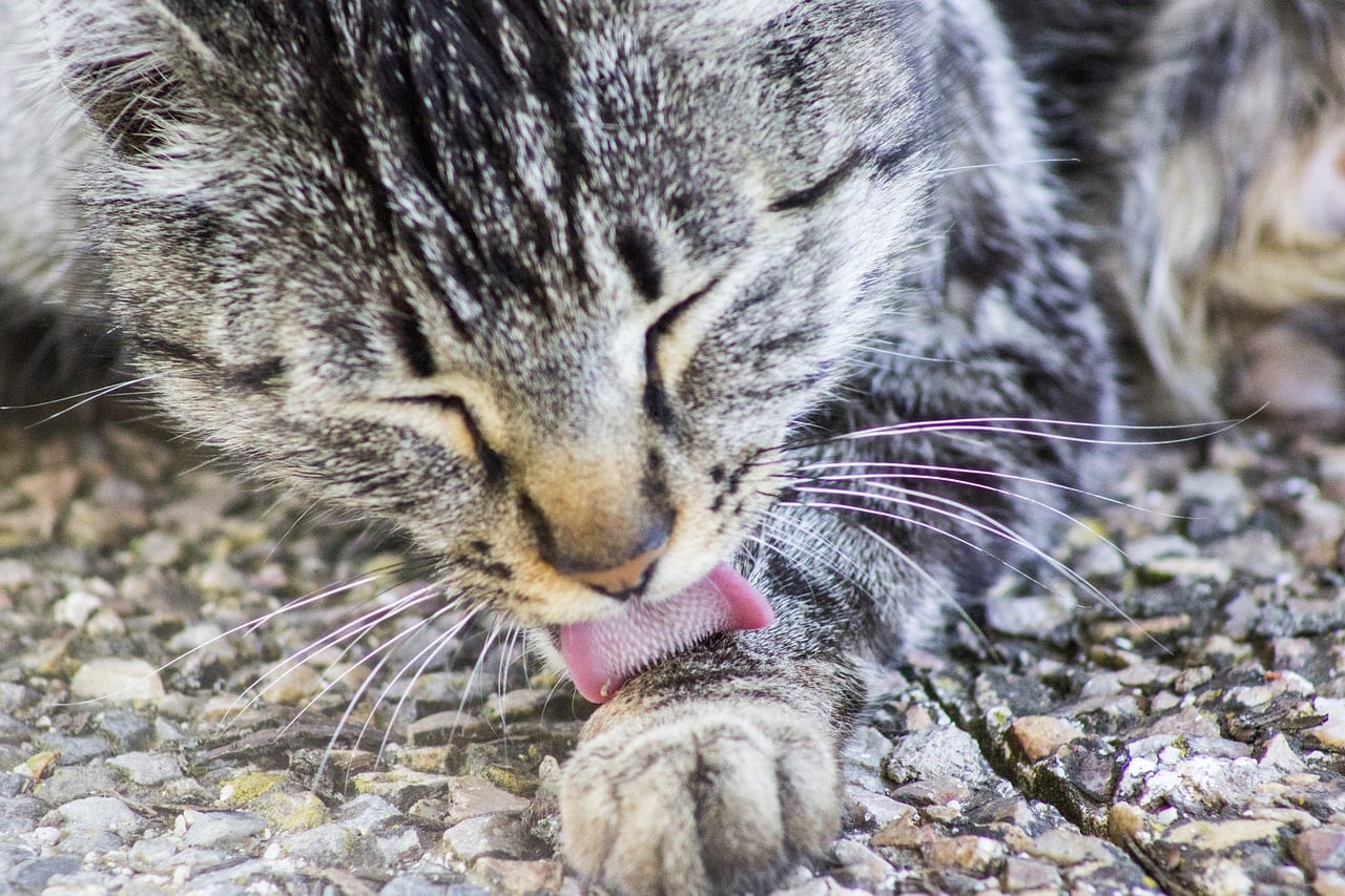 Why Do Cats Lick Themselves So Often? 11 Vet-Reviewed Reasons for This Behavior