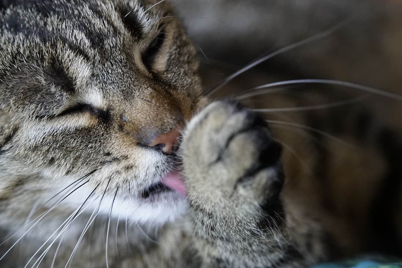 Why Do Cats Lick Themselves After You Pet Them? Deciphering Cat Behavior (Vet-Reviewed)