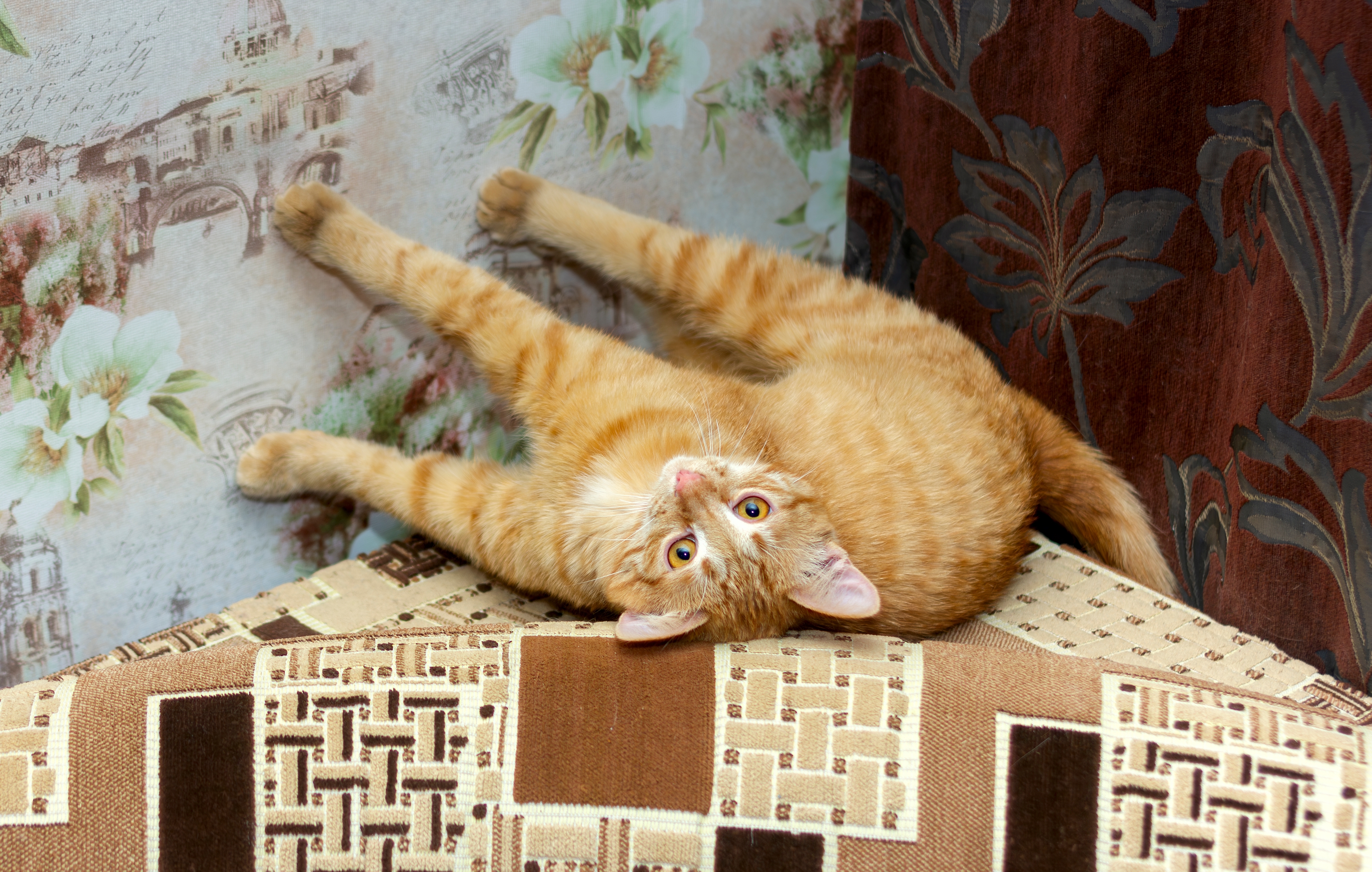 Why Does My Cat Kick the Wall? 8 Vet-Reviewed Reasons