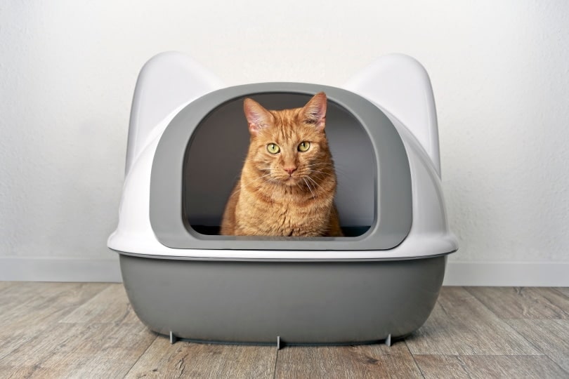 7 Best Covered (Hooded) Cat Litter Boxes in 2026 - Reviews & Top Picks