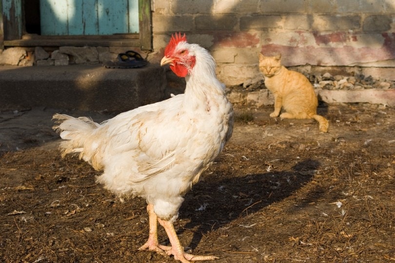 Do Cats Attack Chickens? Can They Coexist? Vet-Reviewed Precautions