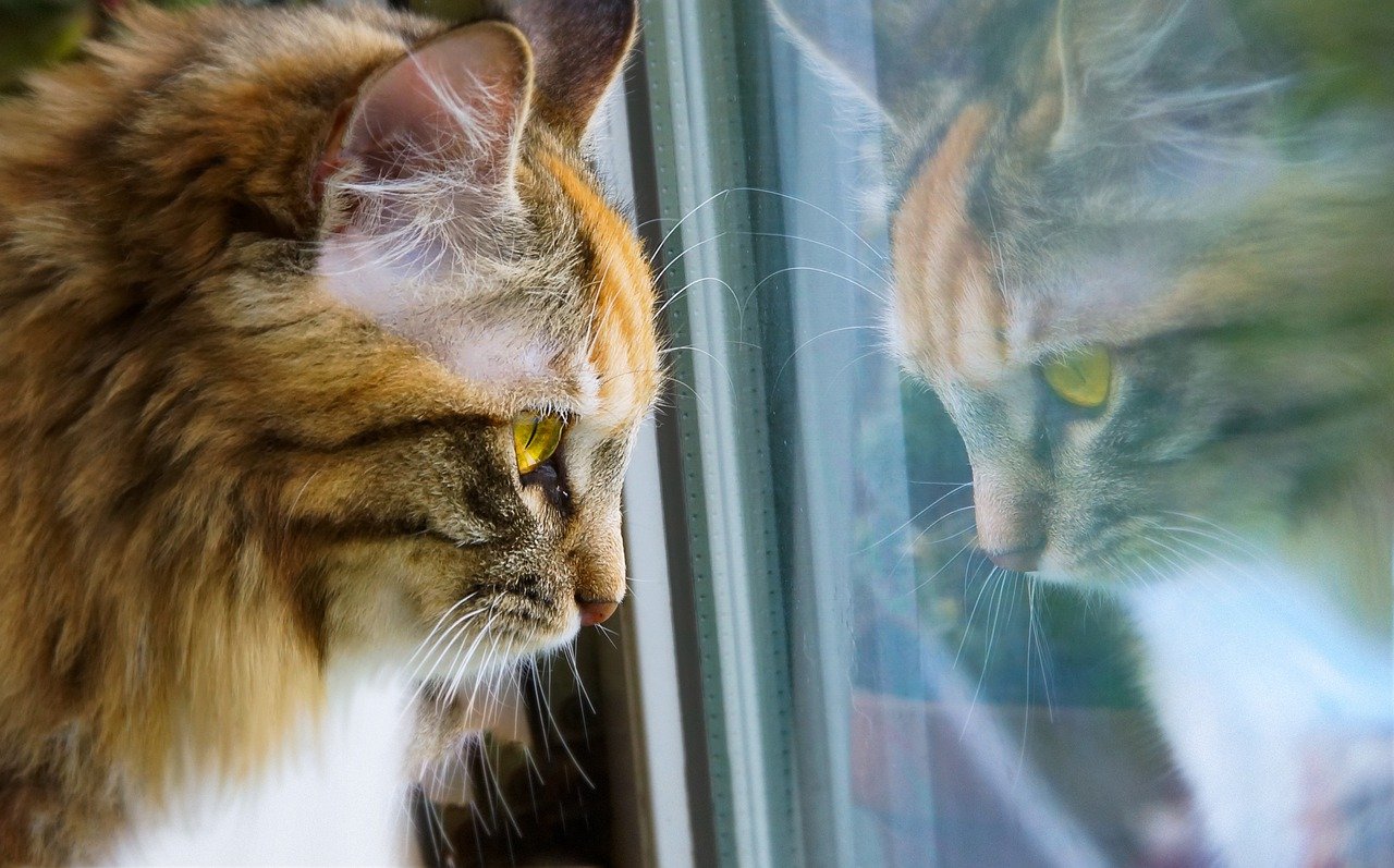 10 Ways to Entertain Your Cat While He’s Home Alone