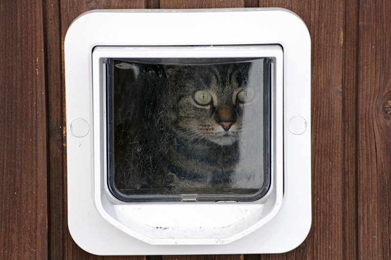 How to Keep My Cat from Using the Dog Door: 10 Vet-Verified Tips & Tricks
