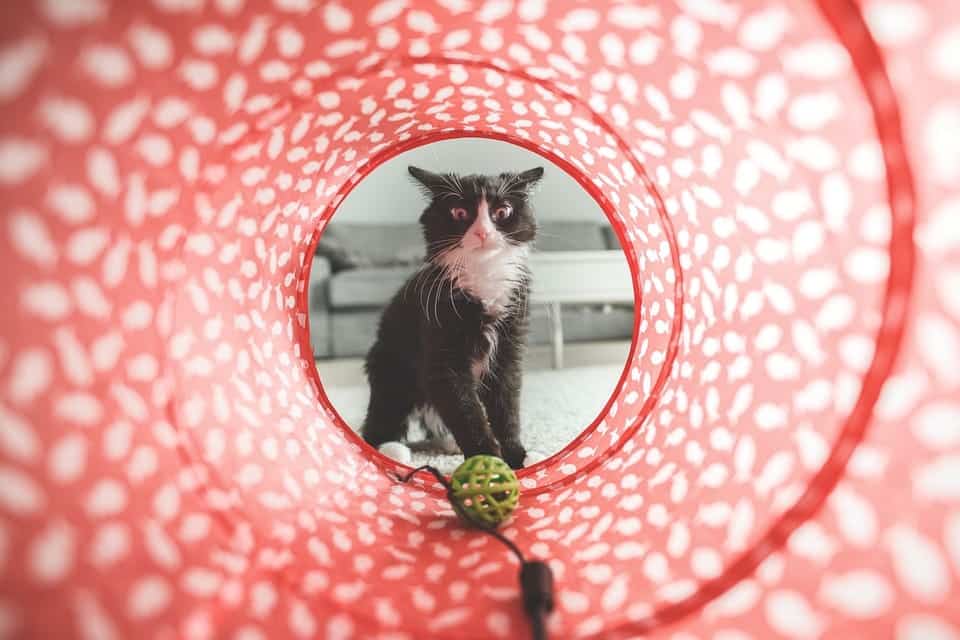 Why Do Cats Like Tunnels? 7 Vet-Verified Interesting Reasons