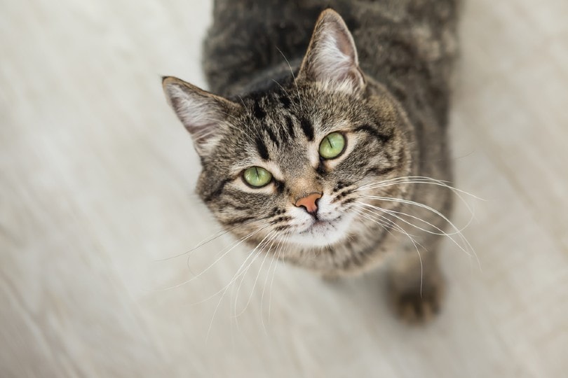 Why Doesn’t My Cat Purr? 6 Possible Reasons (Vet Reviewed)