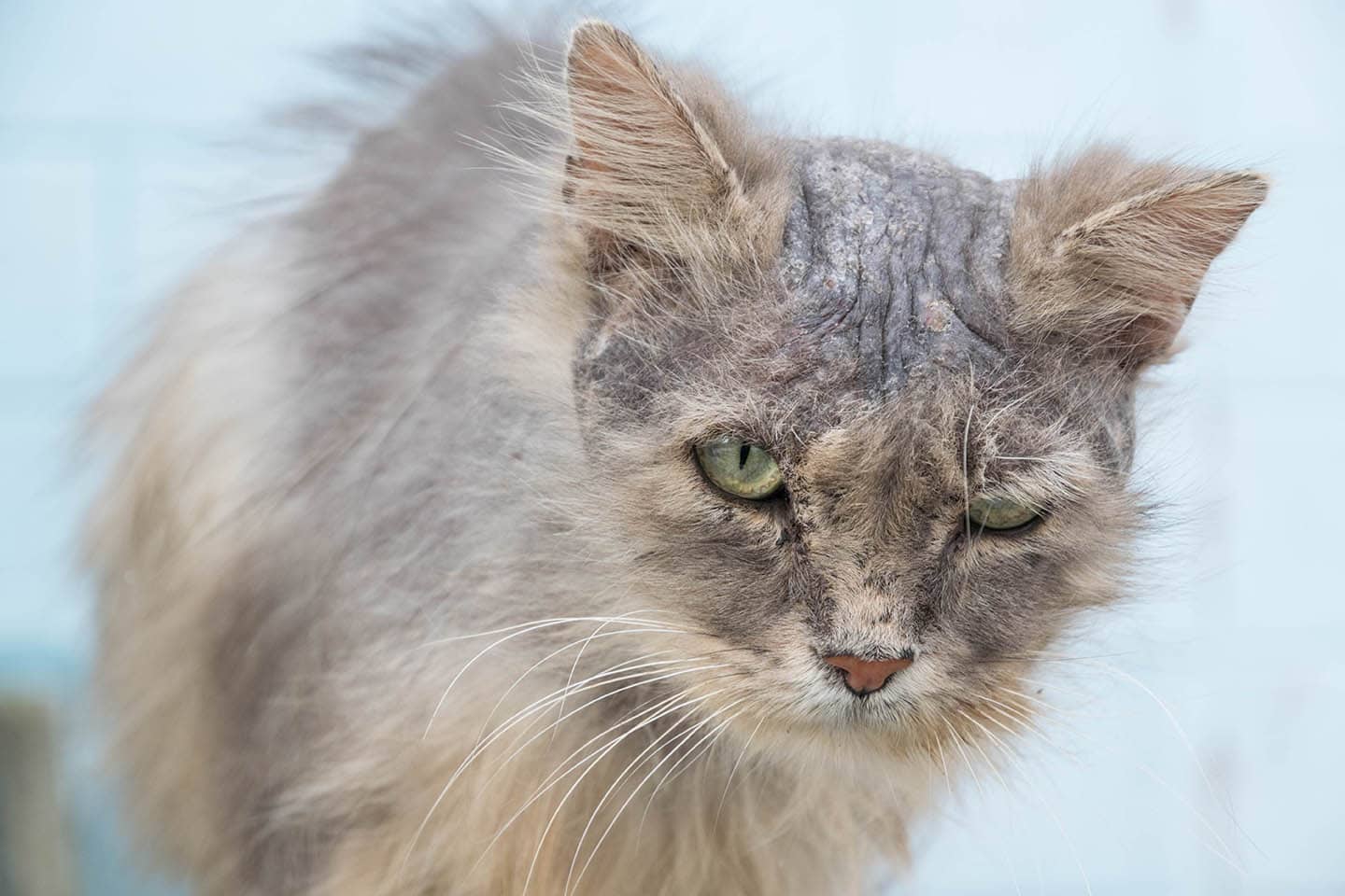 Will Stress Cause a Cat To Lose Their Hair? Vet Approved Facts & FAQ