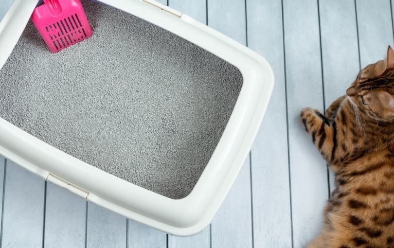 Why Your Older Cat Is Not Using the Litter Box (7 Likely Reasons)