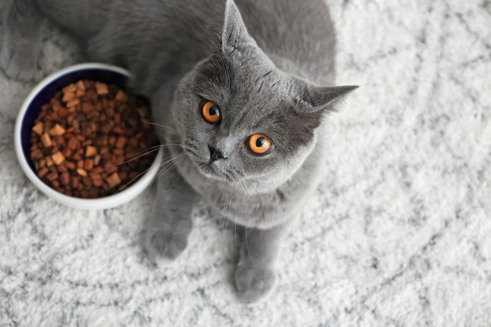 cat lying near bowl with food