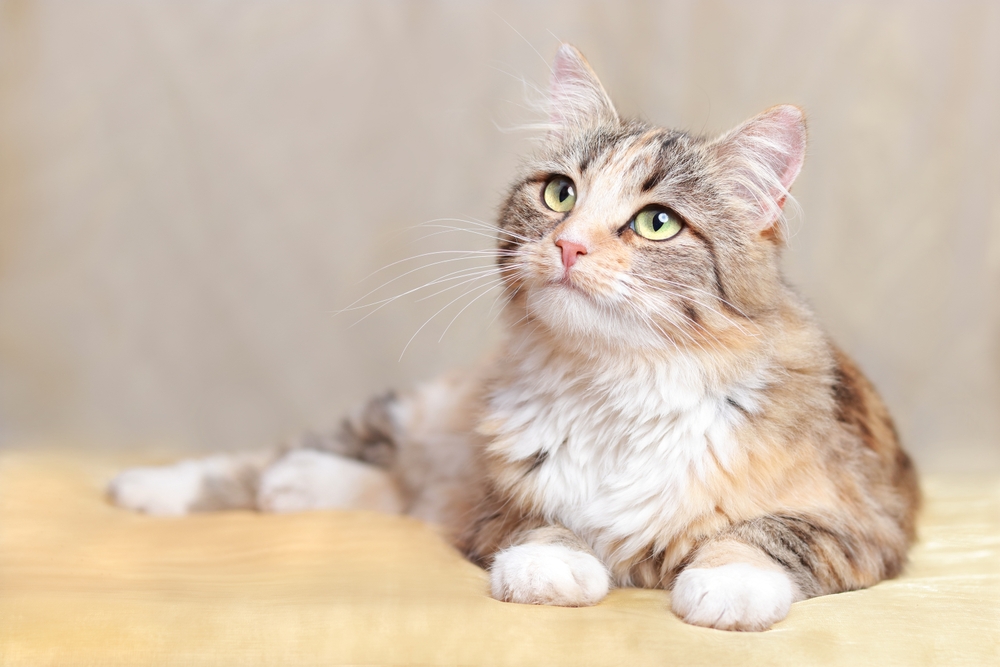 Do Cats Have Feelings? Feline Emotions Explained (Vet-Reviewed)