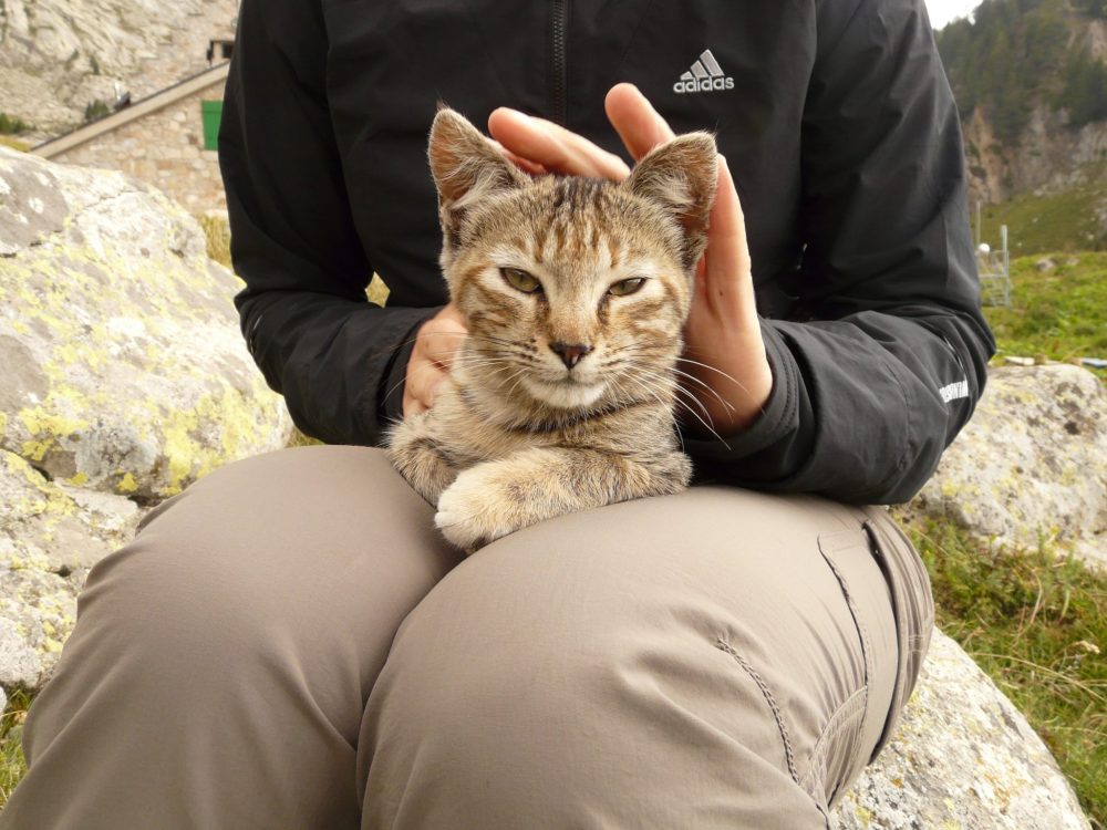 cat-lying-on-humans-lap