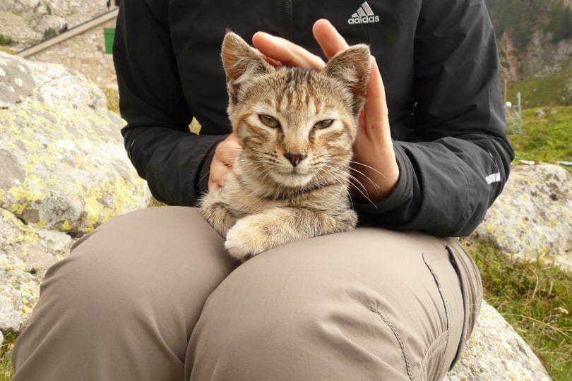 History of Domestic Cats: A Look Through the Ages