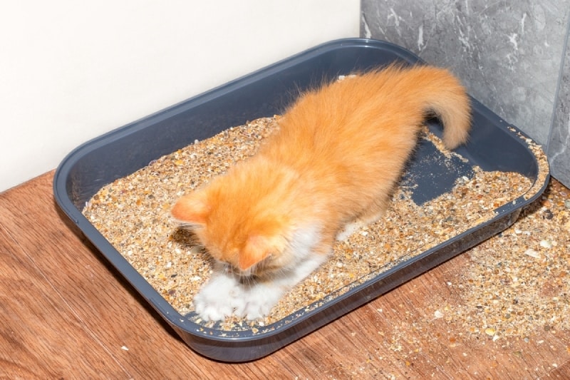 Why Do Cats Roll Around in the Litter Box? 4 Vet-Approved Reasons & Tips