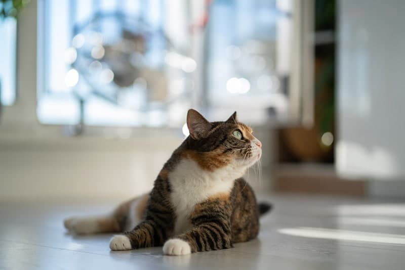 Why Do Cats Lay in the Middle of the Floor? 7 Vet-Verified Reasons
