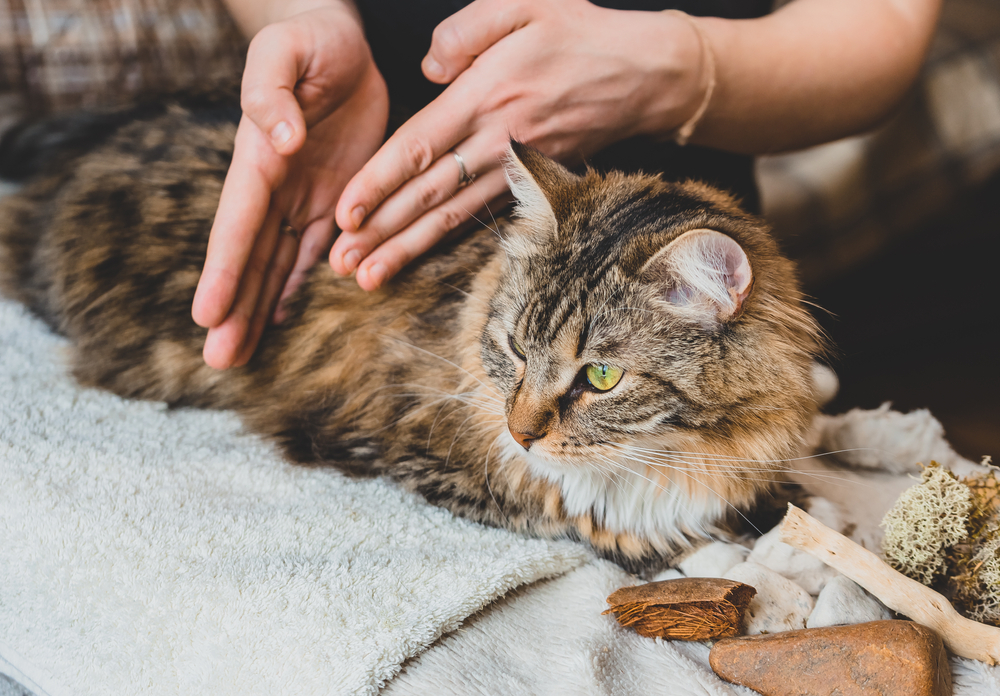 What Is Cat Massage Therapy? Our Vet Explains the Indication, Types, & FAQ