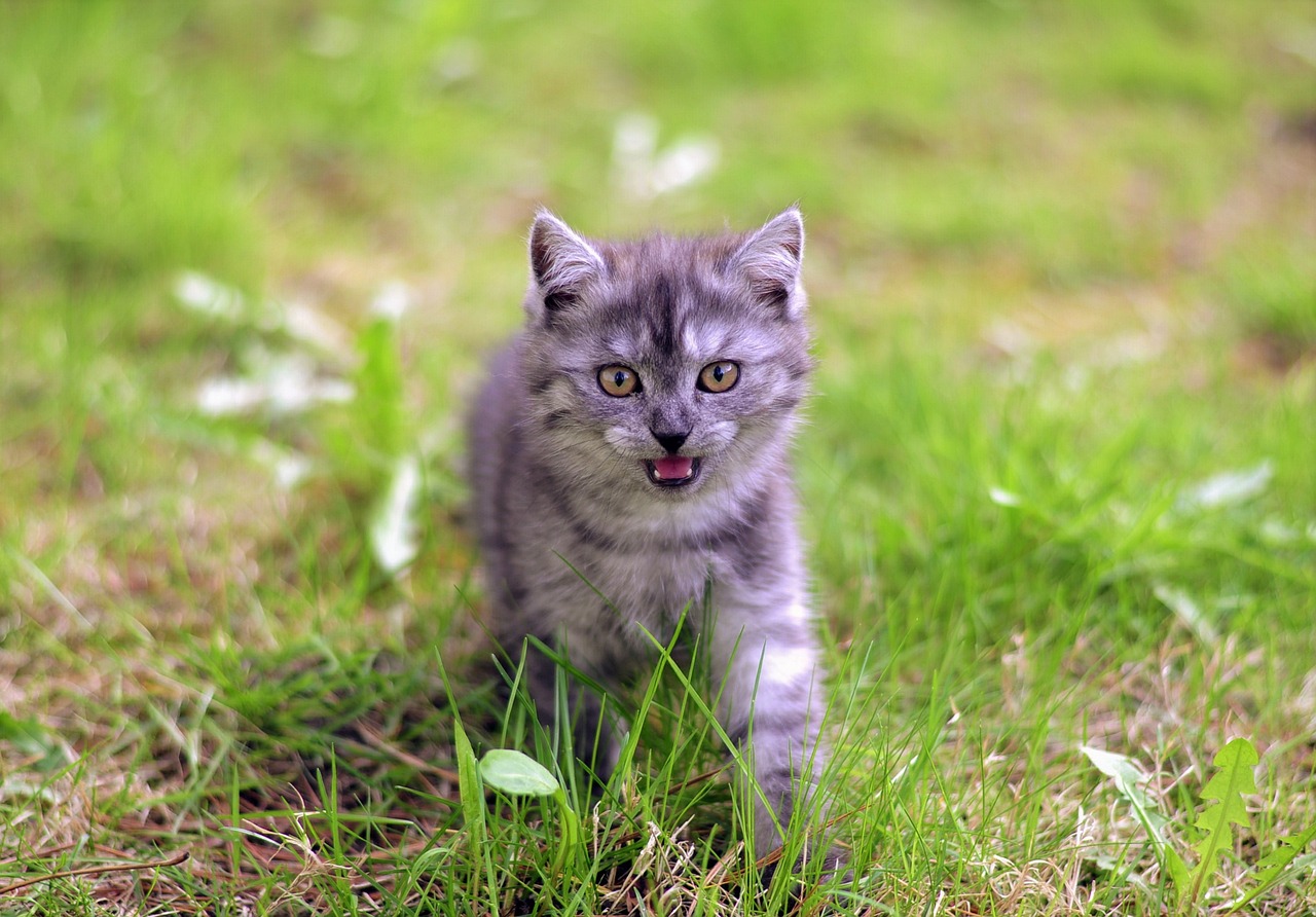 11 Vet-Reviewed Cat Sounds & Their Meanings (With Audio)