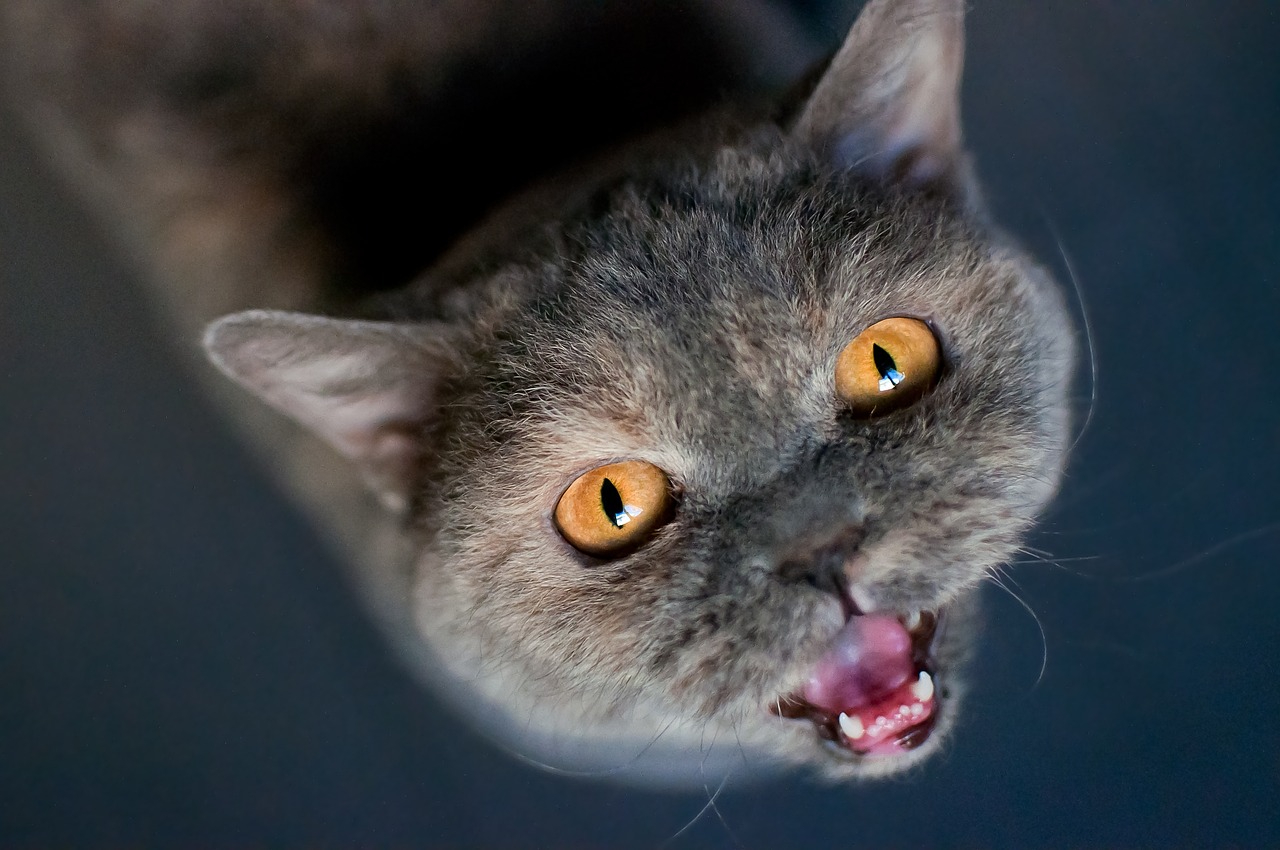 Do You Have a Chatty Cat Who Just Won't Shut Up? 7 Vet-Approved Possible Solutions