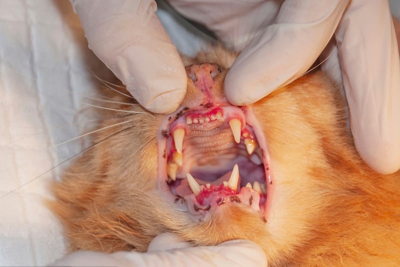 Gum Disease in Cats: Our Vet Explains Causes, Signs & Treatments