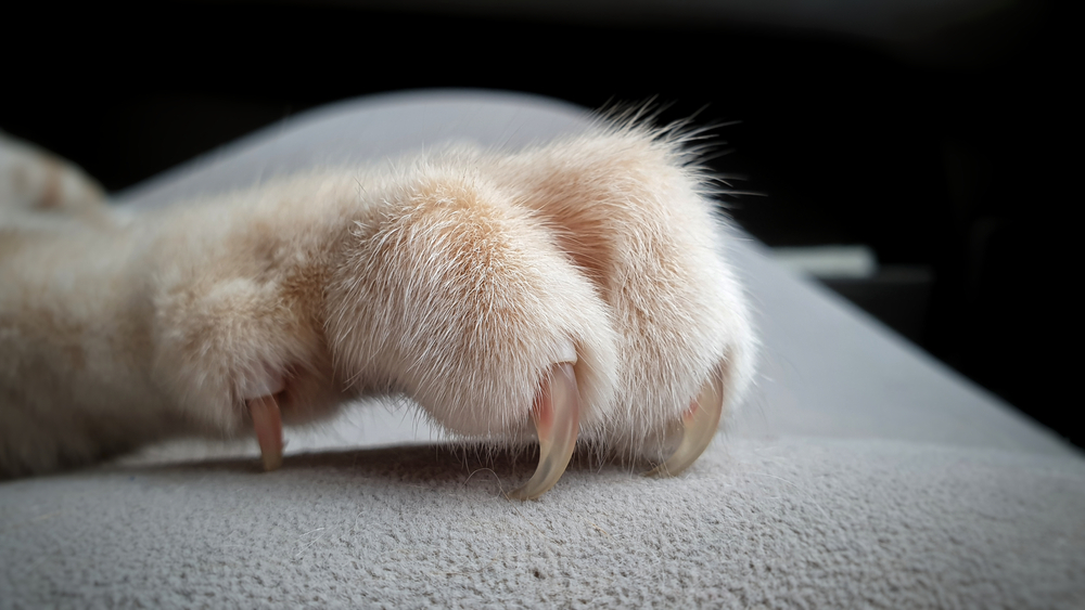 A Paw-sitive Milestone: Canada Officially Becomes a Declaw-Free Nation