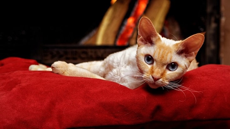 Cat Fireplace Safety: 15 Vet-Reviewed Tips to Keep Your Kitty Safe