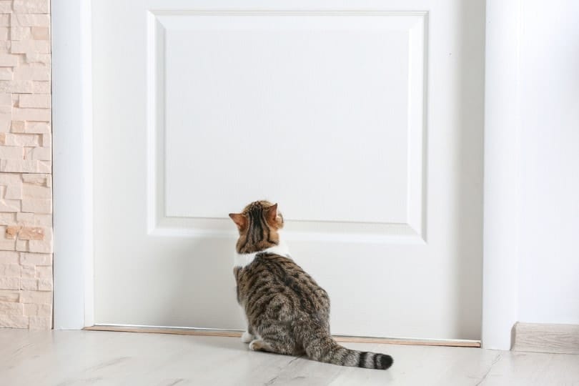 10 Do's & Don'ts of Confining a Cat to a Room at Night (Vet-Reviewed)