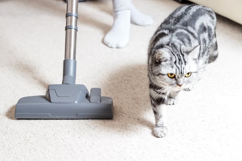 Does Vacuuming Kill Fleas on Cats? Vet-Reviewed Facts & Advice