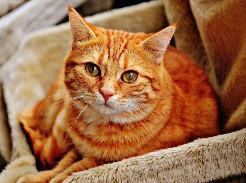 5 Amazing DIY Cat Birthing Box Plans You Can Create at Home