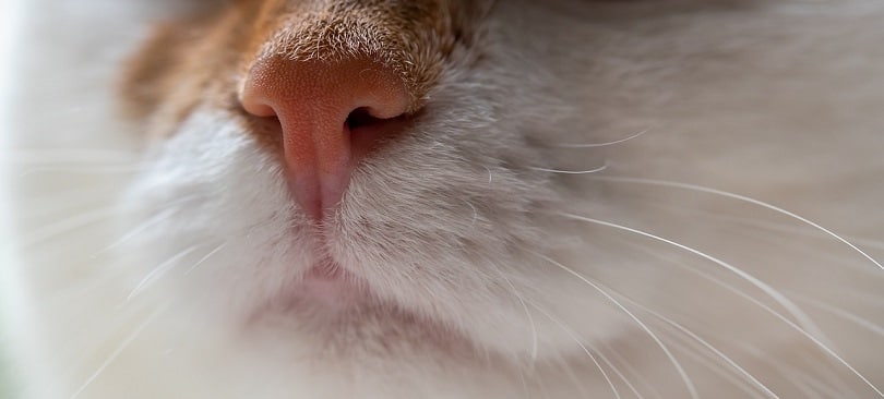 Why Does My Cat Have a Stuffy Nose? 9 Vet Reviewed Reasons