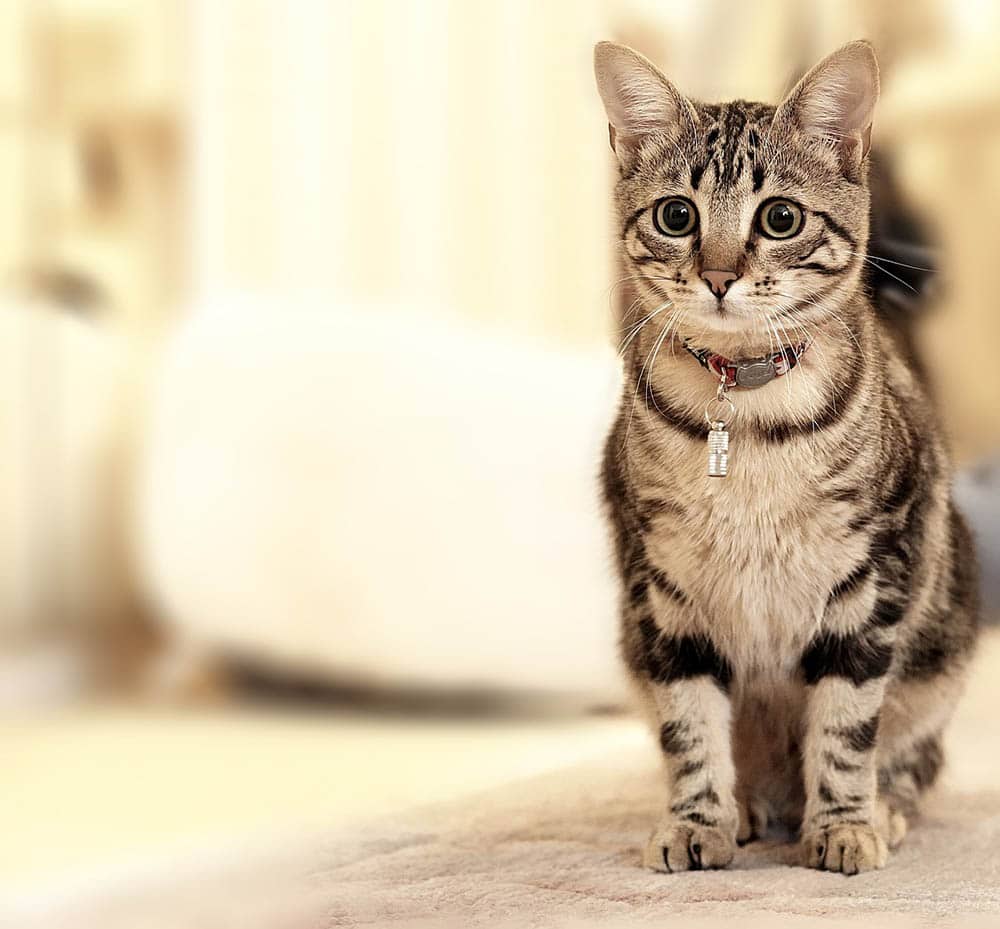 How to Teach a Cat to Sit: Step-by-Step Guide