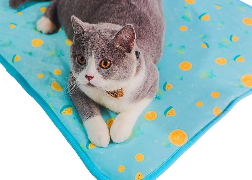 9 Best Cat Cooling Mats and Pads in 2026 - Reviews & Top Picks