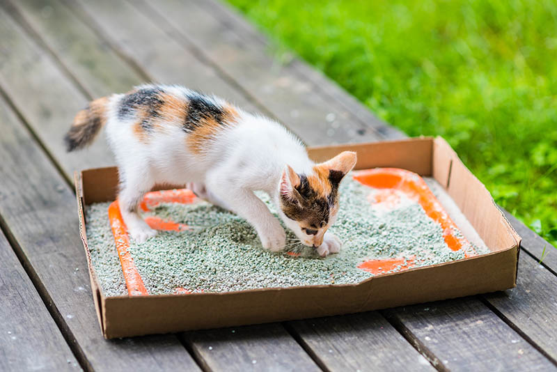 How to Dispose of Used Cat Litter: 4 Vet-Approved Suggestions