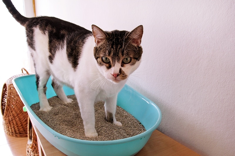 Can Sand Be Used As Cat Litter Replacement? Vet-Approved Facts & FAQ