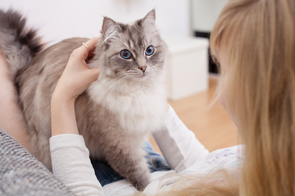 Why Does My Cat Walk on Me? 7 Vet Approved Reasons for This Behavior