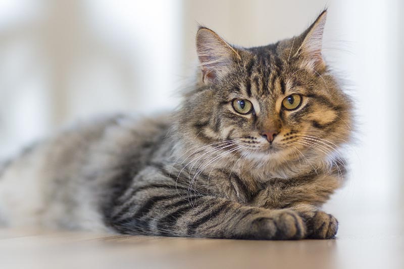 Does My Cat Have a Sense of Time? Vet-Reviewed Science